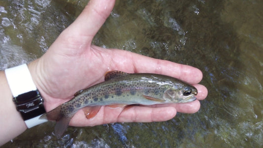 Late Summer Fishing
